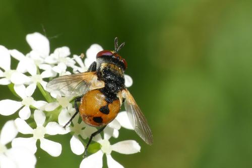 Réf. 230 125 : Gymnosoma sp.